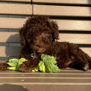 Goldendoodle Puppy Kaylin