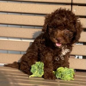 Goldendoodle Puppy Kaylin