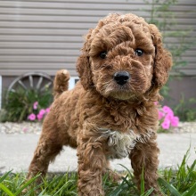 Goldendoodle Puppy Redd