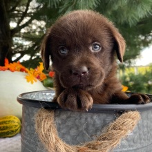 Labrador Retriever Puppy Parker