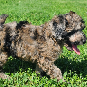 Poodle Puppy Snickers