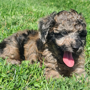 Poodle Puppy Snickers