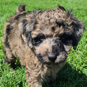 Poodle Puppy Snickers
