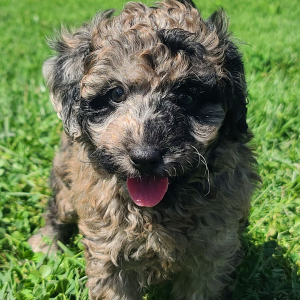 Poodle Puppy Snickers