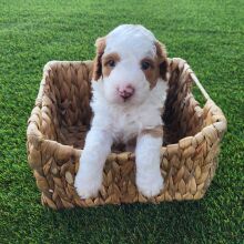 Bernedoodle Puppy Gus