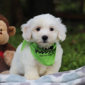 Coton de Tulear Puppy Jack