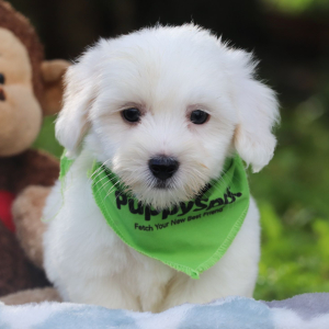 Coton de Tulear Puppy Jack