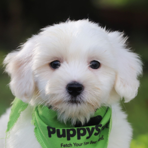Coton de Tulear Puppy Jack