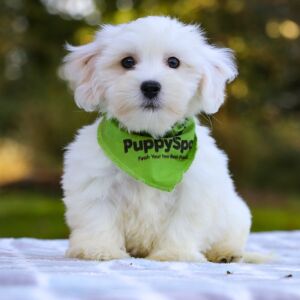 Coton de Tulear Puppy Jack
