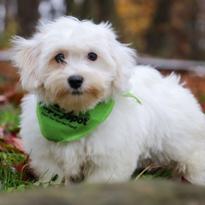 Coton de Tulear Puppy Jack