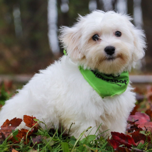 Coton de Tulear Puppy Jack