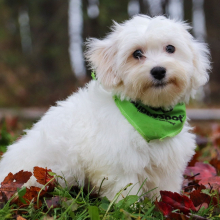 Coton de Tulear Puppy Jack