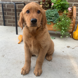 Golden Retriever Puppy Poppy