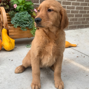 Golden Retriever Puppy Poppy