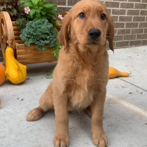 Golden Retriever Puppy Poppy