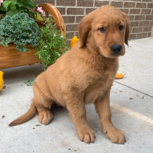 Golden Retriever Puppy Poppy