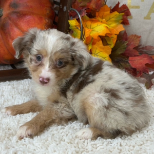 Aussiedoodle Puppy Piper