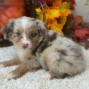 Aussiedoodle Puppy Piper