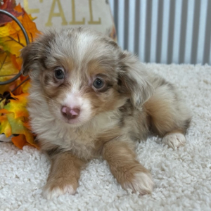 Aussiedoodle Puppy Piper