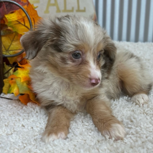 Aussiedoodle Puppy Piper