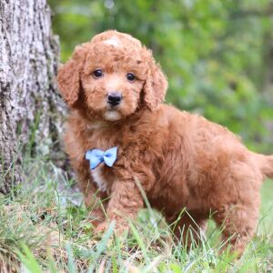 Goldendoodle Puppy Colton