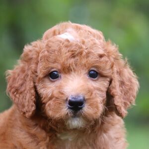 Goldendoodle Puppy Colton
