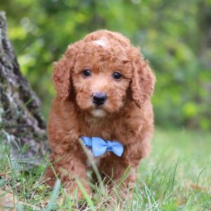 Goldendoodle Puppy Colton