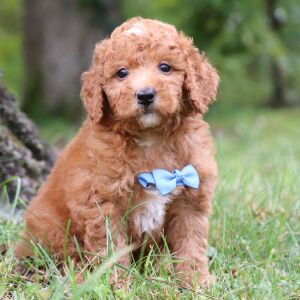 Goldendoodle Puppy Colton