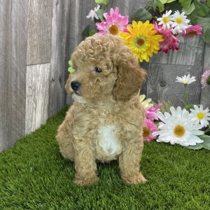 Poodle Puppy Robbie