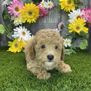 Poodle Puppy Robbie