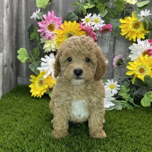 Poodle Puppy Robbie