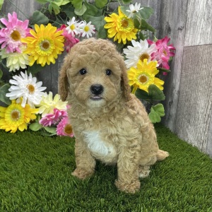 Poodle Puppy Robbie