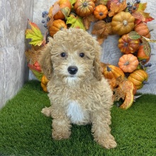 Poodle Puppy Robbie