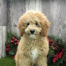 Poodle Puppy Robbie