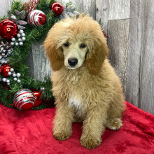 Poodle Puppy Robbie