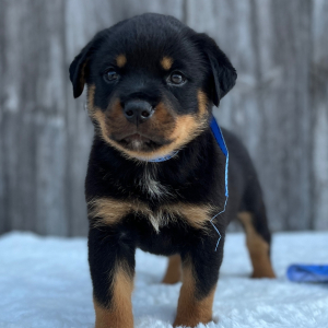 Rottweiler Puppy Baron