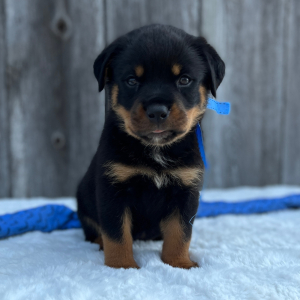 Rottweiler Puppy Baron