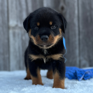 Rottweiler Puppy Baron