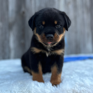 Rottweiler Puppy Baron
