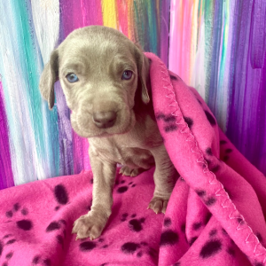 Weimaraner Puppy Pooka