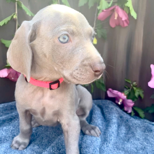 Weimaraner Puppy Pooka