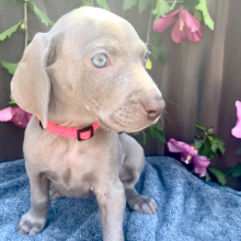Weimaraner Puppy Pooka