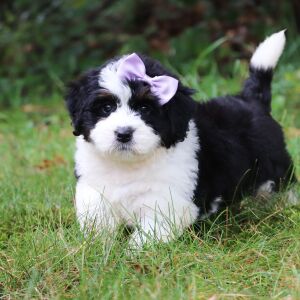 Bernedoodle Puppy Mya