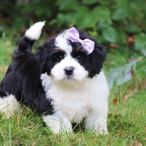 Bernedoodle Puppy Mya