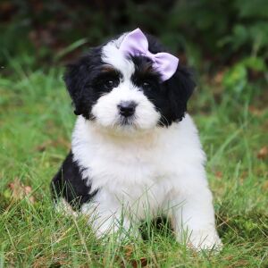 Bernedoodle Puppy Mya