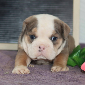 Bulldog Puppy Spencer