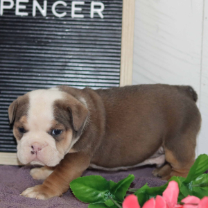 Bulldog Puppy Spencer
