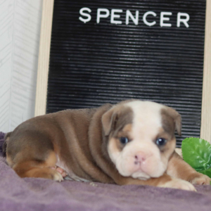 Bulldog Puppy Spencer