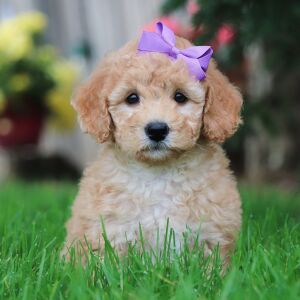 Poodle Puppy Indie