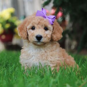 Poodle Puppy Indie
